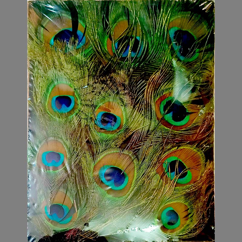 FRAMED PEACOCK FEATHERS